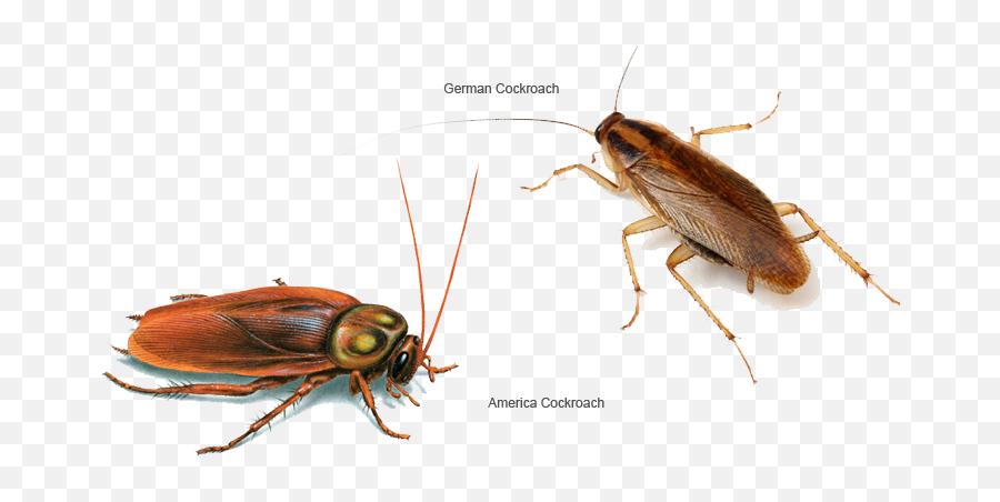 Cockroaches Control Malaysia - Difference Between Roach And Beetle Png,Cockroach Transparent