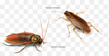 Cockroaches Control Malaysia - Difference Between Roach And Beetle Png,Cockroach Transparent
