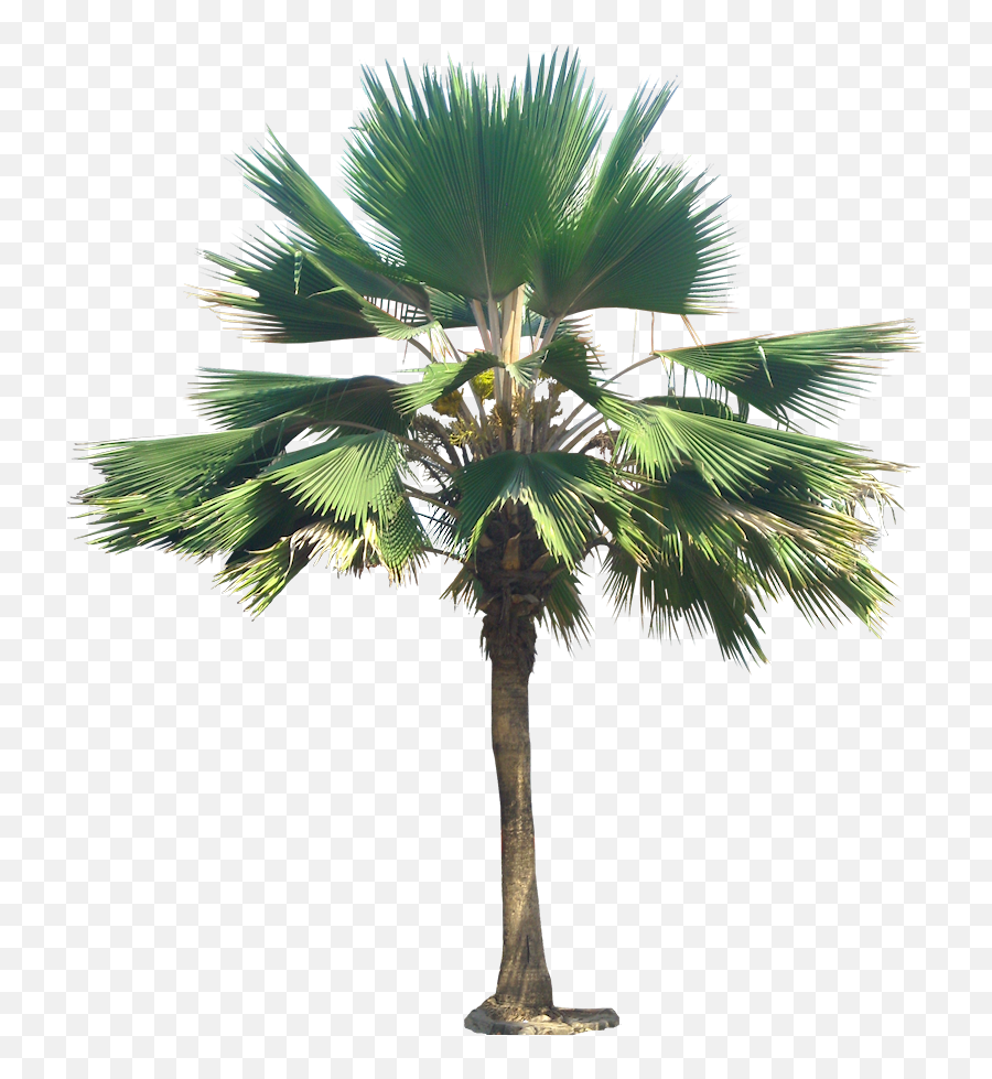 Download Hd Palm Tree Png Trees Plant Images - Livistona Chinensis Png,Palm Plant Png