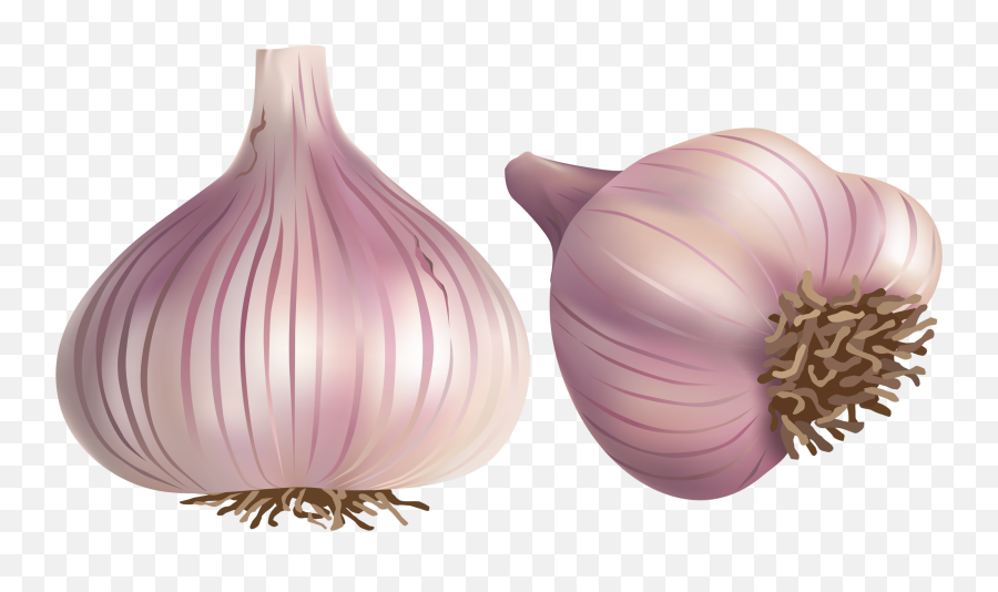Onion Clipart Shallot Transparent Free For - Vector Garlic Logo Png,Onion Transparent Background