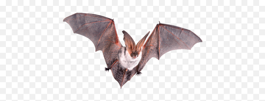 Bat Png Images - Bat Open Wings,Bat Png