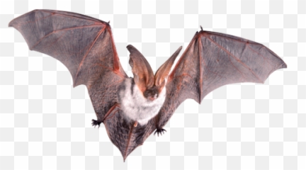 Bat Png Images - Open Wings