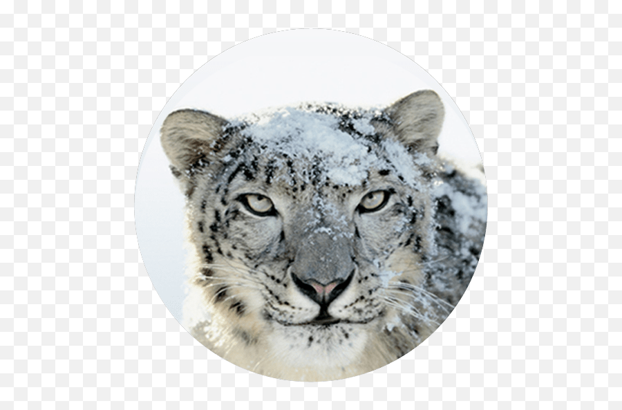 Os X Snow Leopard Direct Download - Mac Os Snow Leopard Png,Snow Leopard Png