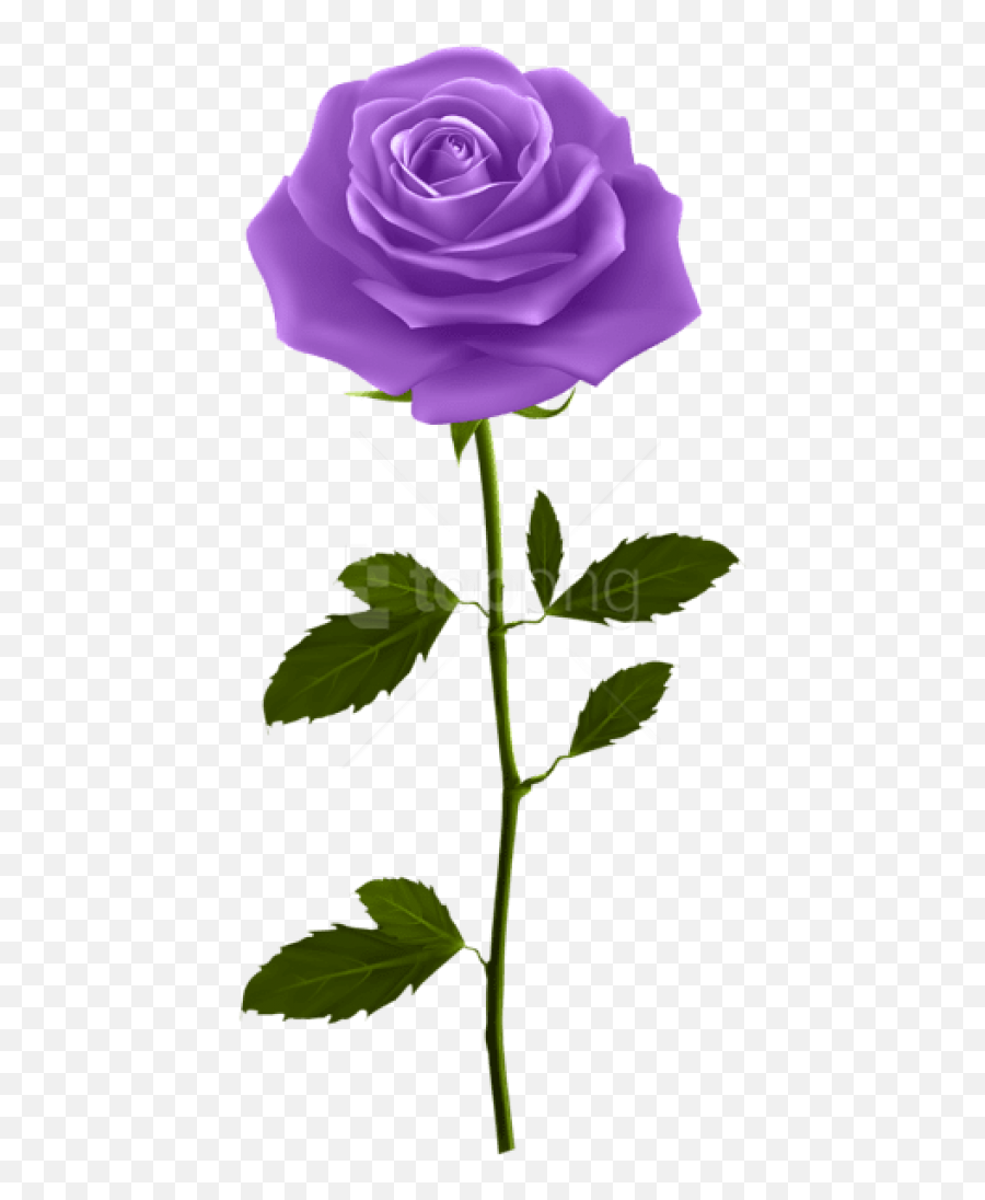 Free Png Download Purple Rose With Stem - Purple Rose Png,Purple Roses Png