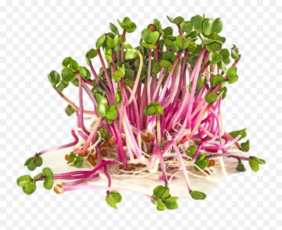 Organic Radish - Seeds For Sprouts 50gr Fluid Growers Sprouting Radish Seed Png,Radish Png