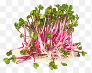 Organic Radish - Seeds For Sprouts 50gr Fluid Growers Sprouting Radish Seed Png,Radish Png
