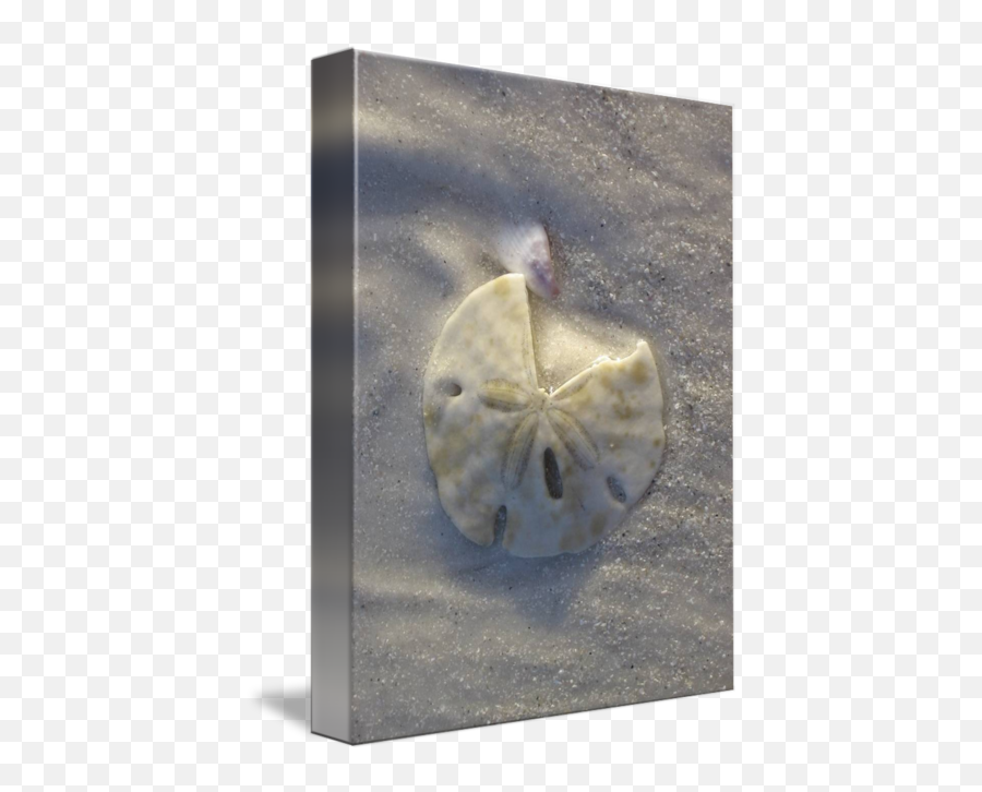 Sand Dollar By Sharon Guy - Carving Png,Sand Dollar Png