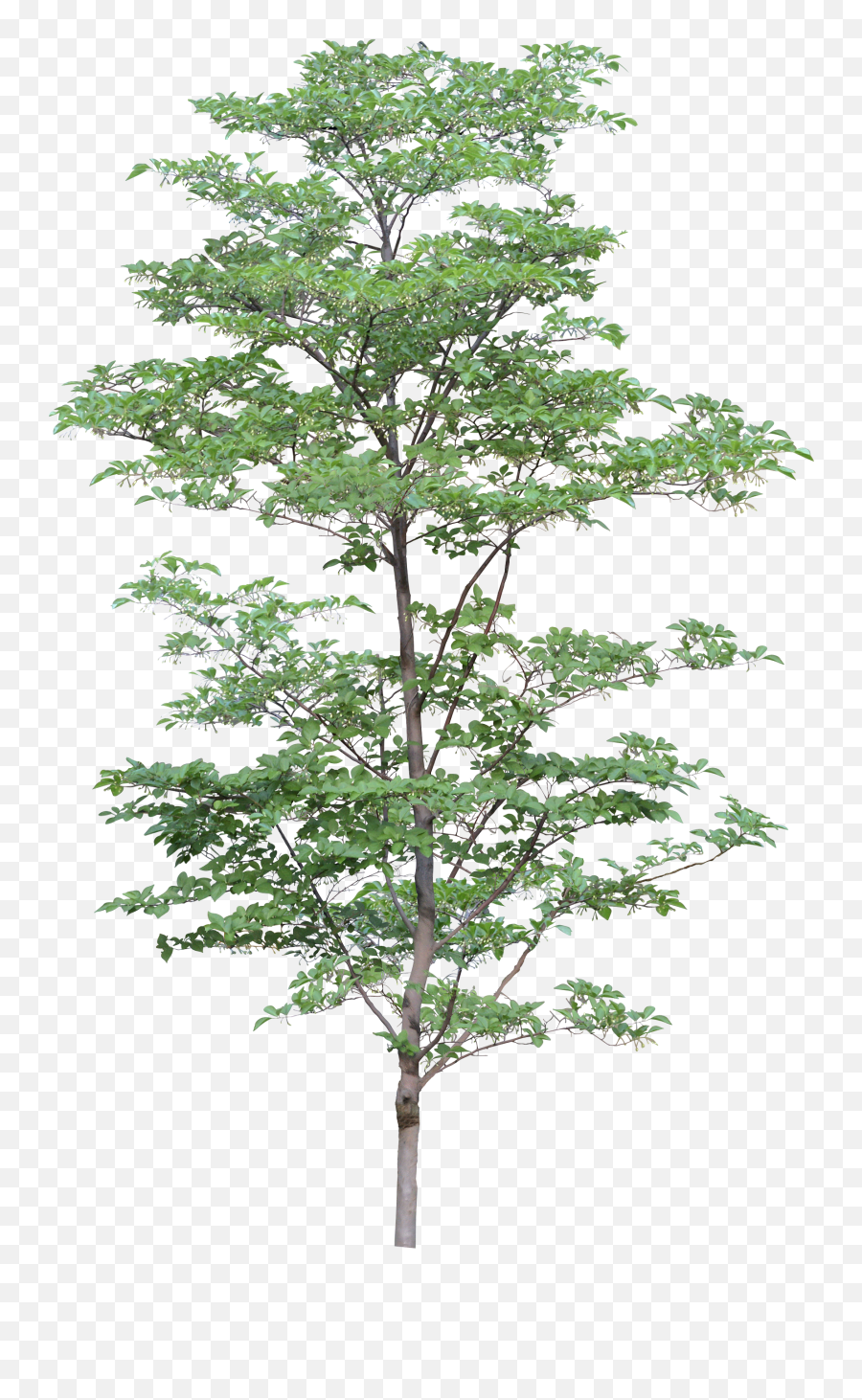 Tree Png Image - Transparent Background Png Format Trees Png,Trees Background Png