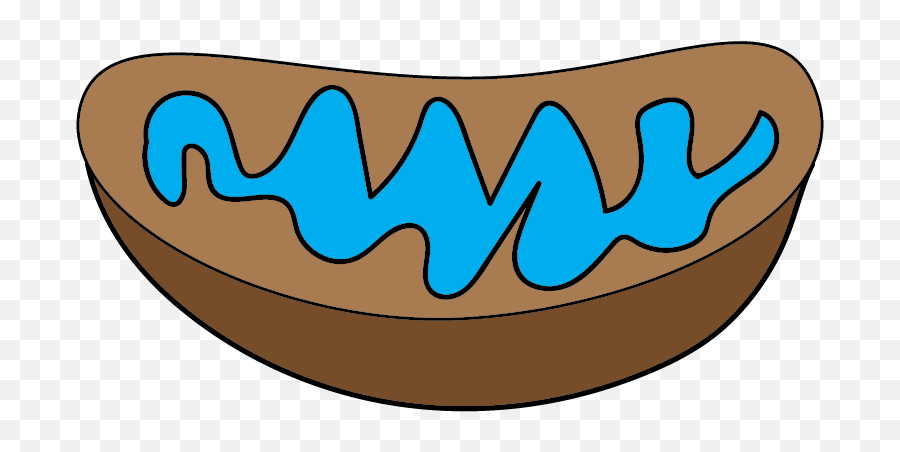 Mitochondria - Clip Art Png,Mitochondria Png