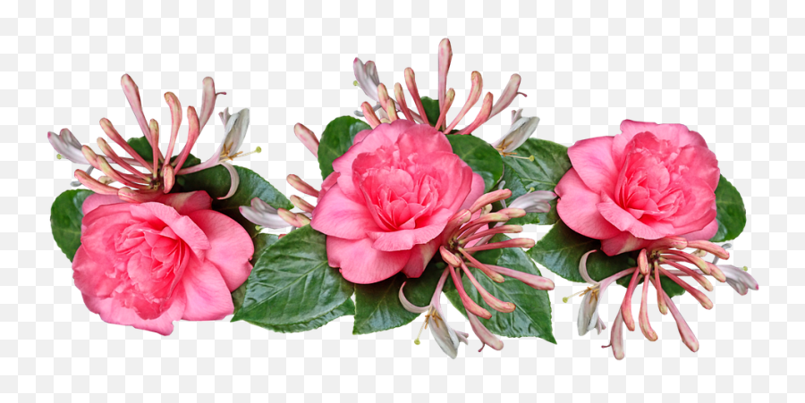 Flowers Leaves Petalas Camellias - Artificial Flower Png,Honeysuckle Png