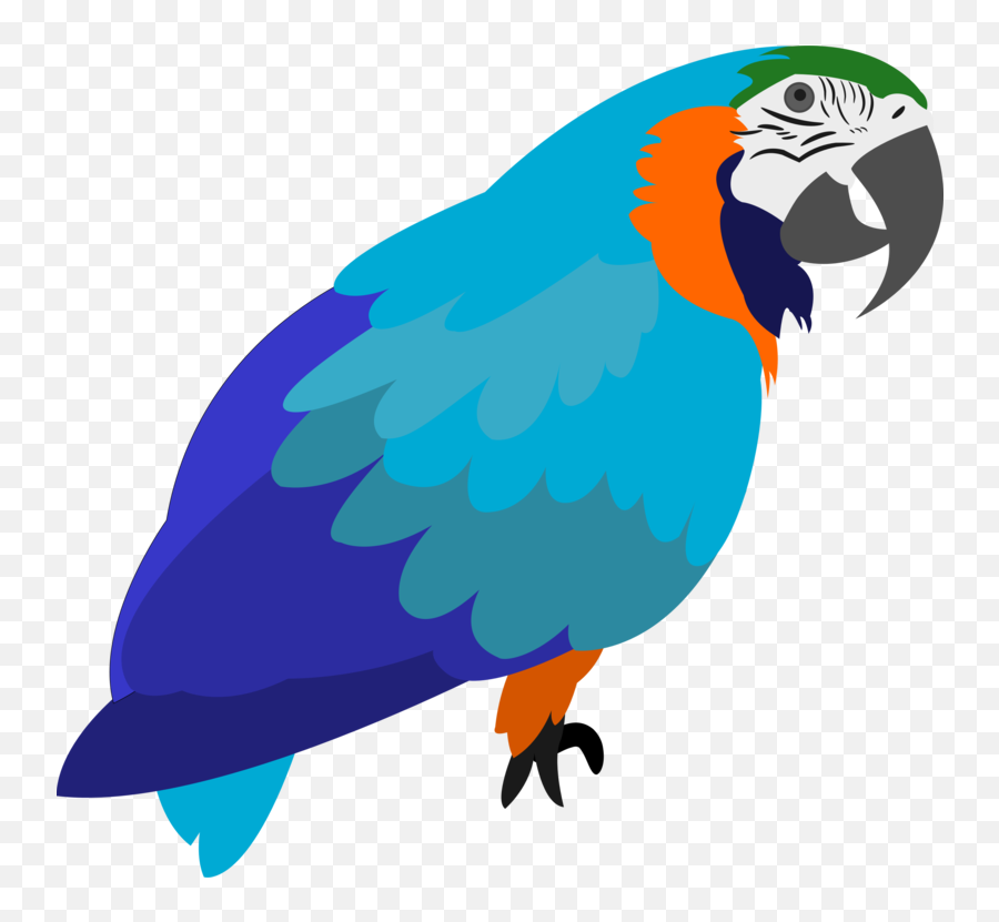 Macaw Parrot Lorikeet - Parrot Free Use Cartoon Png,Macaw Png