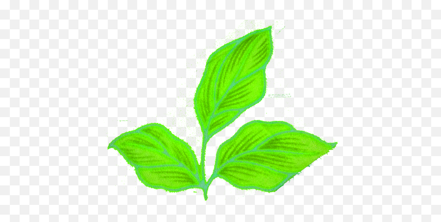 Nature Png Mint Leaves