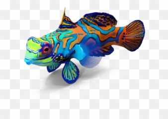 Fish Png Image Transparent Background - Aquarium