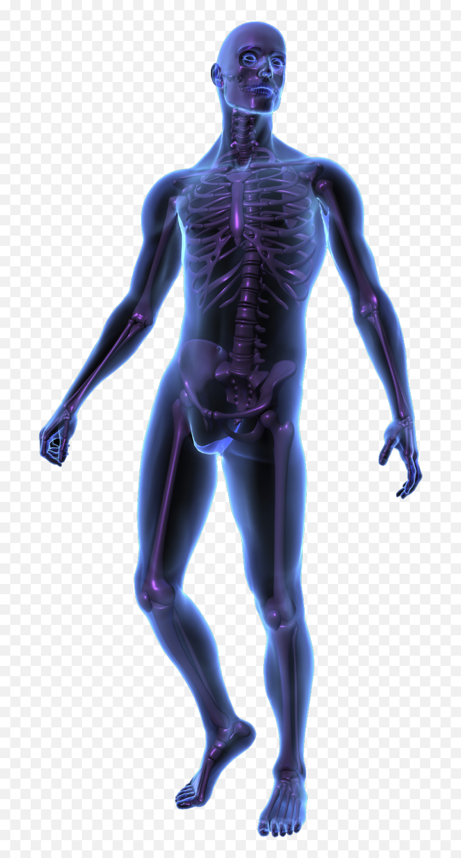 Human Png Images In Collection - X Ray Human Body,Human Png