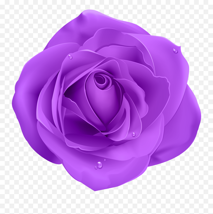 Download Free Png Rose Purple Transparent Clip Art Flower Background