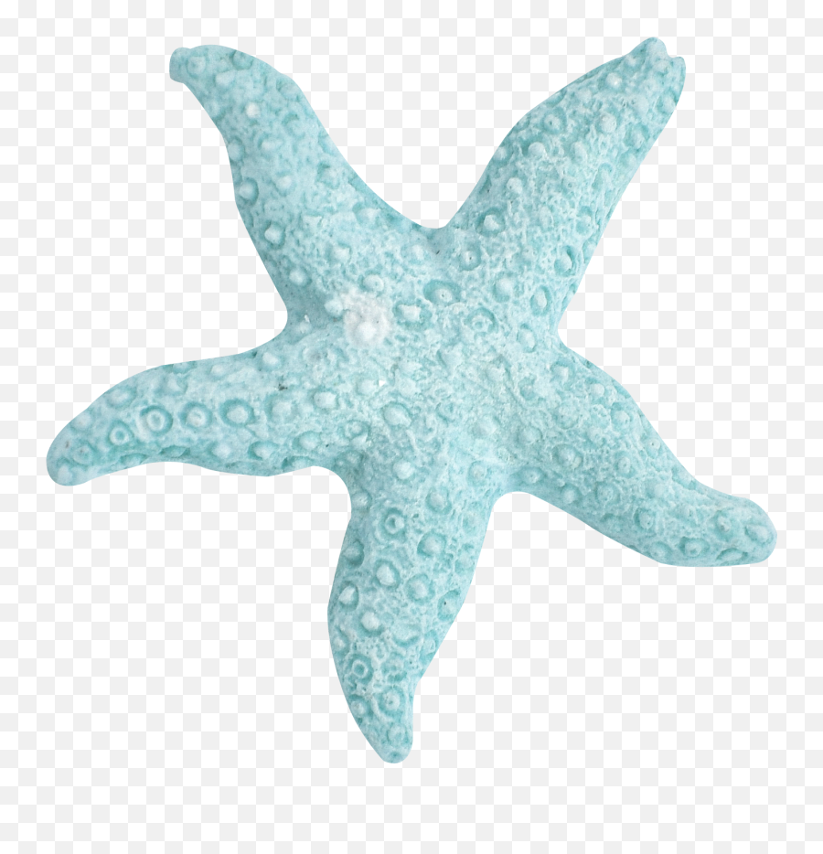 Summer Blue Turquoise Green - Starfish Turquoise Transparent Png,Starfish Transparent