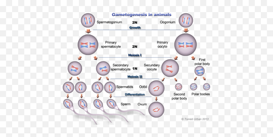 Gametogenesis Flashcards Quizlet - Gametogenesis In Animals Png,Inhumans Folder Icon