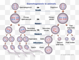 Gametogenesis Flashcards Quizlet - In Animals png