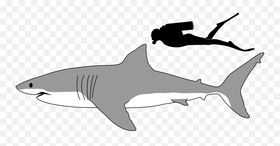 Collection Of Mako Clipart Free Download Best - Great White Shark Outline Png,Shark Clipart Transparent Background