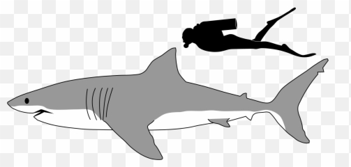 Collection Of Mako Clipart Free Download Best - Great White Shark Outline Png,Shark Clipart Transparent Background