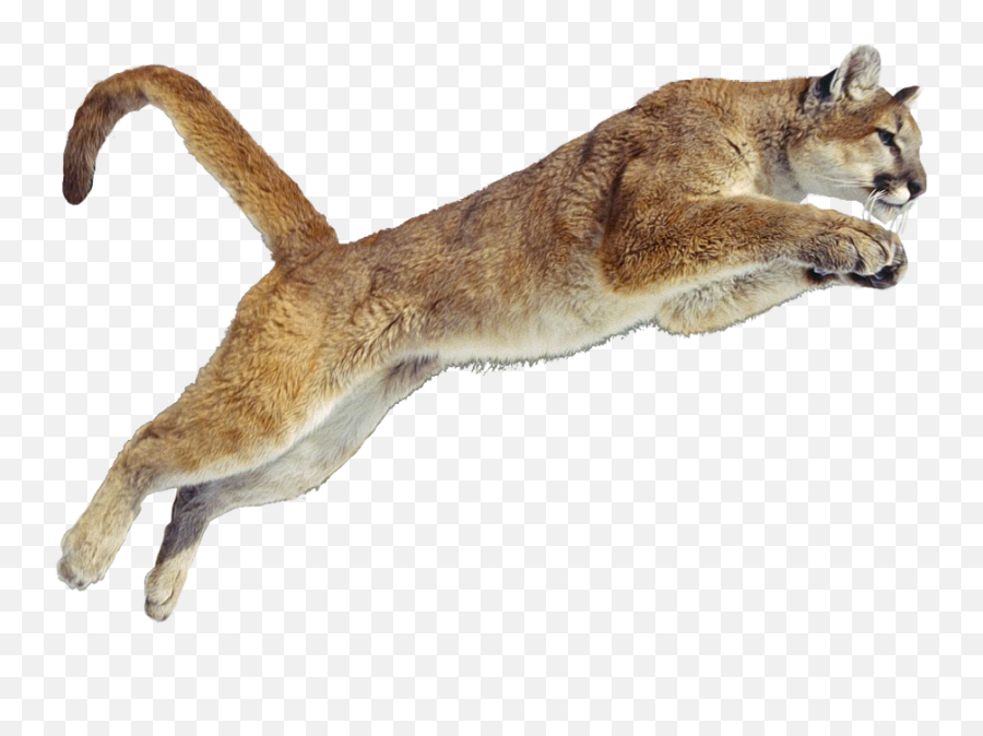 Png Cougar Transparent - Puma Animal Transparent Jumping Cougar Png,Puma  Png - free transparent png images 