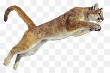 Png Cougar Transparent - Puma Animal Transparent Jumping Cougar Png,Puma Png