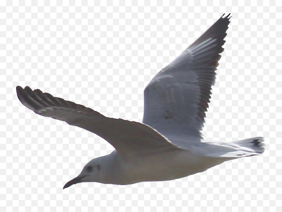 Seagull Png 2 Image - Seagull Png,Seagull Png