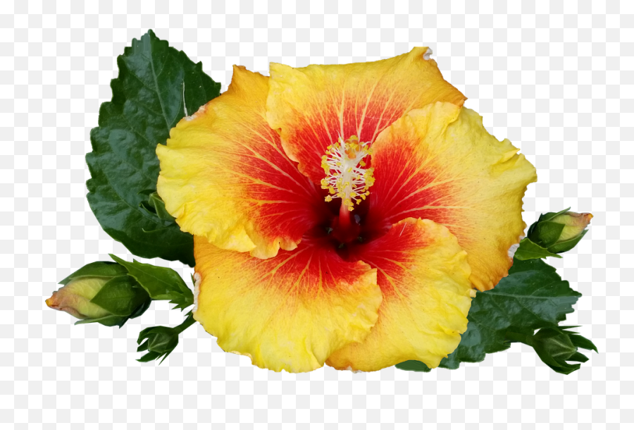 Hawaiian Flower - Tropical Plant Tropical Flowers Png Png Png Transparent Tropical Flower,Hawaiian Flowers Png
