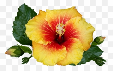 Hawaiian Flower - Tropical Plant Flowers Png Transparent