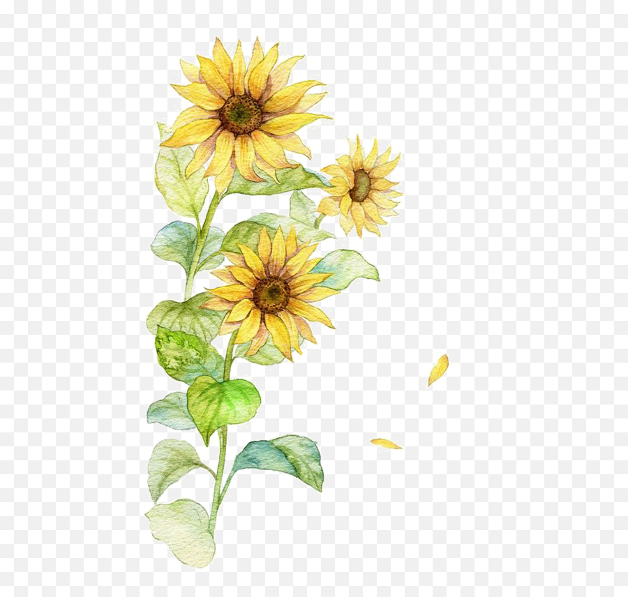 Postimage - Watercolor Sunflower Transparent Png,Watercolor Sunflower Png