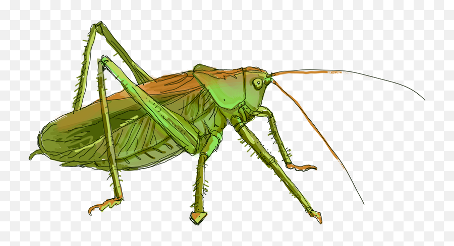 Grasshopper Png Image File - Grilo Png,Grasshopper Png