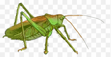 Grasshopper Png Image File - Grilo Png,Grasshopper Png