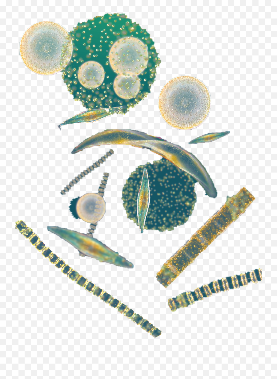 Phytoplankton Png Transparent - Phytoplankton Png,Plankton Png