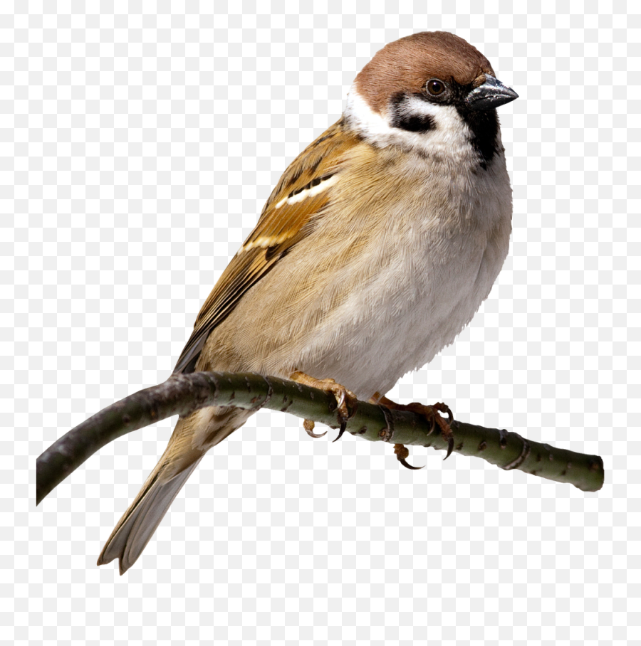 Library Of House Sparrow Png Download - Sparrow Clipart,Sparrow Png