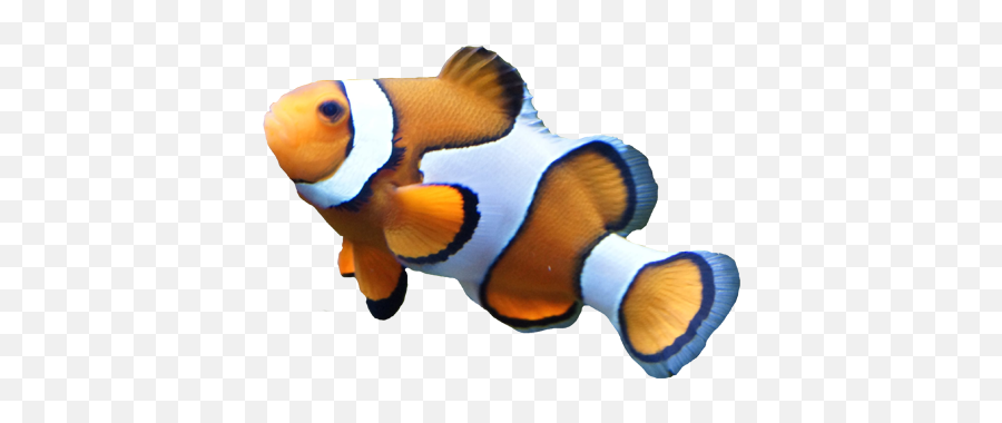 Clown Fish Transparent Background Free Png Images - Clown Fish Clear Background,Fish Png Transparent