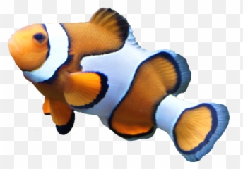 Clown Fish Transparent Background Free Png Images - Clown Fish Clear Background,Fish Png Transparent