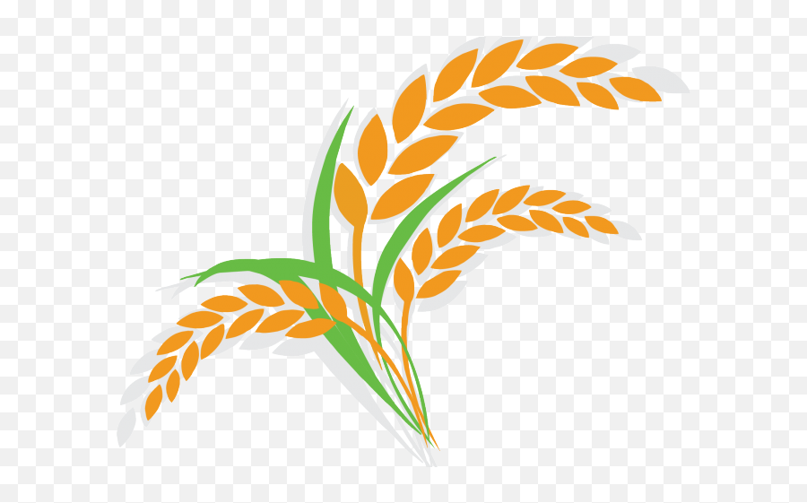 Rice Clipart Cereal Plant - Rice Plant Clipart Png Rice Plant Clipart,Plant Clipart Png