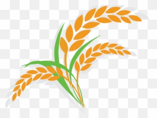 Rice Clipart Cereal Plant - Png