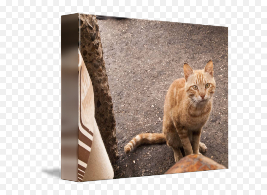 Orange Tabby Cafe Cat By Jane Strauss - Tabby Cat Png,Orange Cat Png