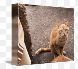 Orange Tabby Cafe Cat By Jane Strauss - Tabby Cat Png,Orange Cat Png