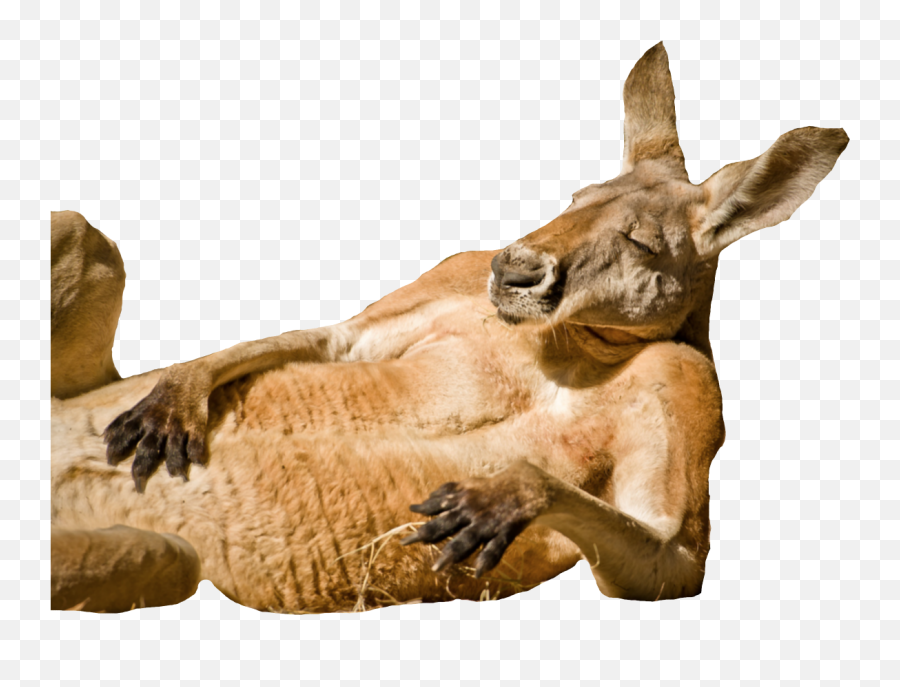 Fat Kangaroo Blank Template - Imgflip Animals Chilling Png,Kangaroo Transparent