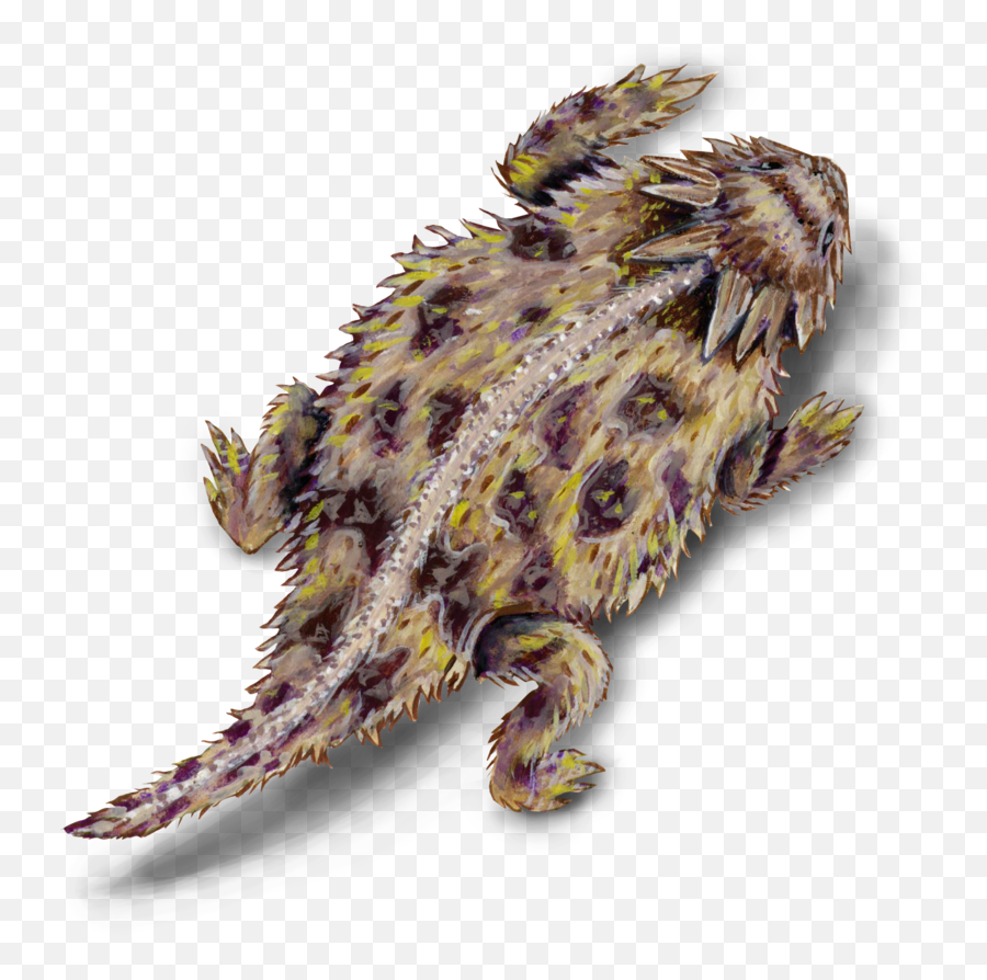 Download Lizard - Texas Horned Lizard Png Image With No Horned Lizard Transparent Background,Lizard Png