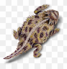Download Lizard - Texas Horned PNG Image with No Transparent Background