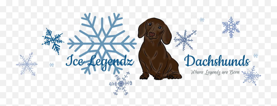 Dachshund Breeder Ice Legendz Dachshunds United States - Vizsla Png,Dachshund Png