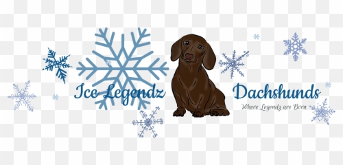 Dachshund Breeder Ice Legendz Dachshunds United States - Vizsla Png,Dachshund Png