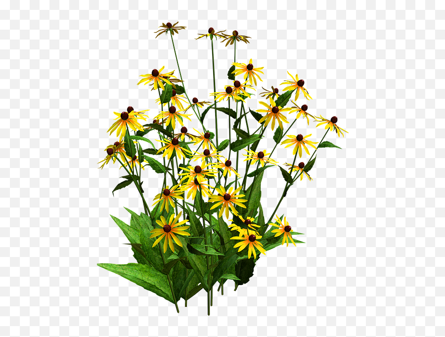 Sunflower Clipart Shrub - Black Eyed Susan Png Transparent Blackeyed Susan Flower Transparent,Sunflower Emoji Transparent