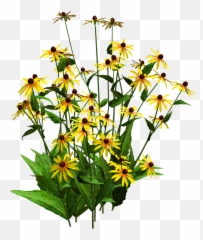 Sunflower Clipart Shrub - Black Eyed Susan Png Transparent Blackeyed Flower