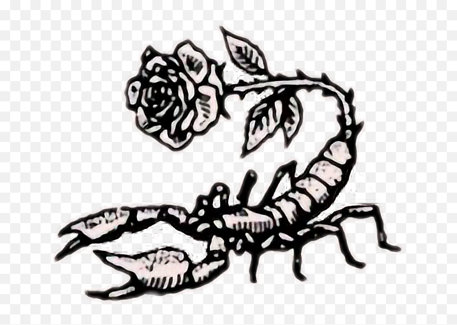 Tumblr Rose Rock Scorpion - Scorpio Wallpaper For Iphone Scorpion Drawing Png,Scorpion Png