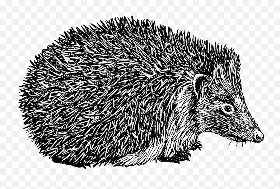 Hedgehog - Igel Schwarz Weiß Png,Hedgehog Png