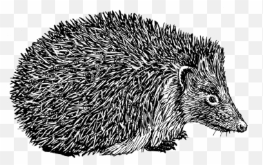 Hedgehog - Igel Schwarz Weiß Png,Hedgehog Png